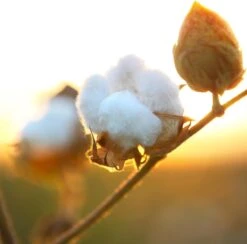 Air Wick Freshmatic Automatische Spray Luchtverfrisser - Pure Zachtheid Van Katoen Navulling - 3 Stuks - Voordeelverpakking 12 Air Wick Freshmatic Automatische Spray Luchtverfrisser - Pure Zachtheid Van Katoen Navulling - 3 Stuks - Voordeelverpakking -Schoonmaakmiddelen 1200x1183 1